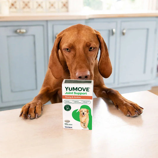 Joint Support for Young & Active Dogs