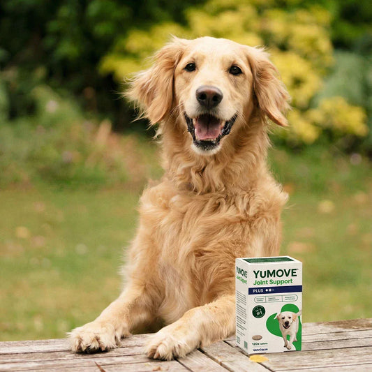 Joint Support plus for Dogs